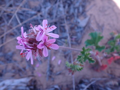 Pelargonium capitatum