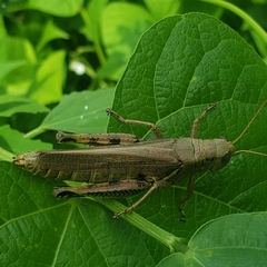Melanoplus differentialis