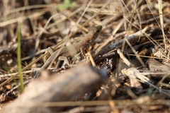 Lacerta viridis