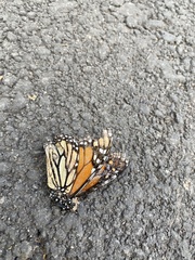 Danaus plexippus plexippus