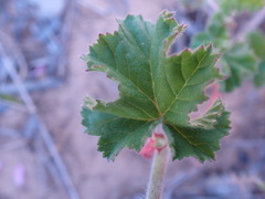 Pelargonium capitatum