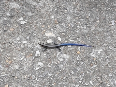 Plestiodon fasciatus