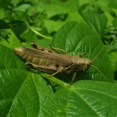 Melanoplus differentialis