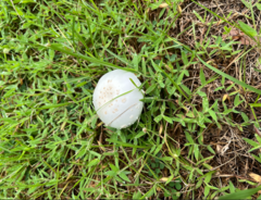 Chlorophyllum molybdites image
