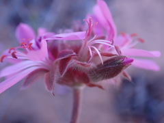 Pelargonium capitatum