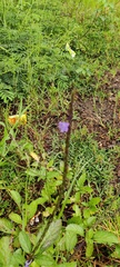Verbenaceae