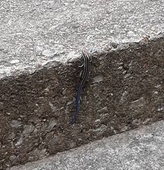 Plestiodon fasciatus