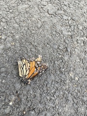 Danaus plexippus plexippus