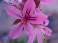 Pelargonium capitatum
