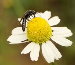 Sapygina decemguttata