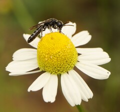 Sapygina decemguttata