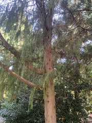 Cupressus pendula