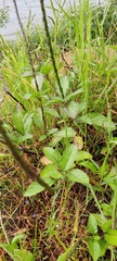 Verbenaceae