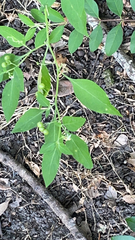 Solanum emulans