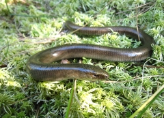 Anguis colchica