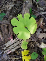 Sanguinaria canadensis