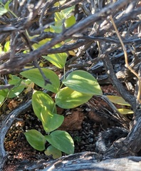 Asparagus asparagoides