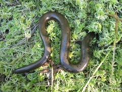 Anguis colchica