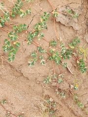 Euphorbia albomarginata