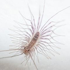 Scutigera coleoptrata
