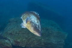 Epinephelus marginatus