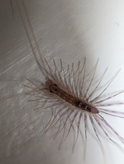 Scutigera coleoptrata