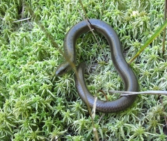Anguis colchica