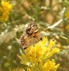 Phyciodes pulchella