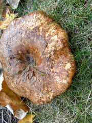 Paxillus