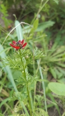 Adonis annua