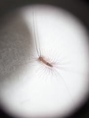 Scutigera coleoptrata