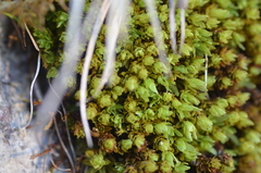 Encalypta streptocarpa