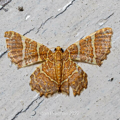 Hastina pluristrigata