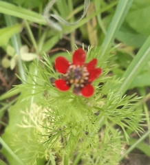 Adonis annua