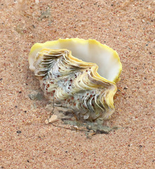 Tridacna maxima