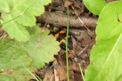 Nicrophorus tomentosus