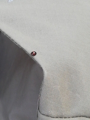 Chilocorus bipustulatus