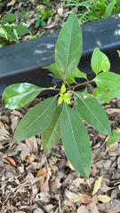 Ludwigia alternifolia