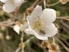 Halictidae