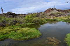 Nyctanassa violacea pauper