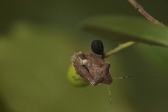 Peribalus strictus vernalis