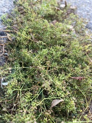 Cyclospermum leptophyllum