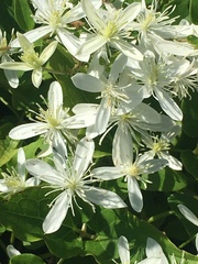 Clematis