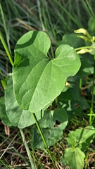 Aristolochia clematitis