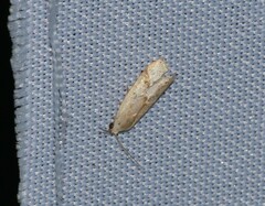 Micrathetis dasarada