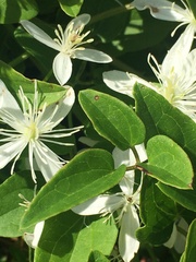 Clematis