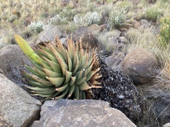 Aloe broomii