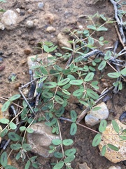 Euphorbia glyptosperma
