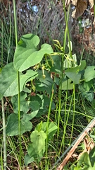 Aristolochia clematitis