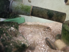 Microphysogobio amurensis